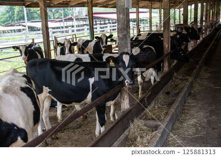 Dairy farm cows indoor in Thailand Dairy farm cows indoor in Thailand 125881313