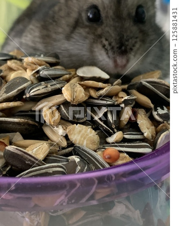 Hamster happy with food Hamster happy with food 125881431