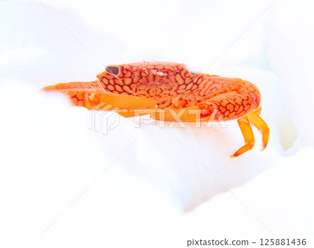 海 大海 海洋 125881436