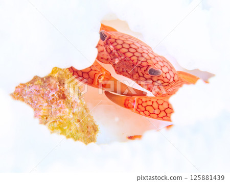 ocean, sea, the sea 125881439