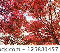 autumnal red foliage 125881457