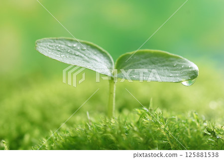 Sprout 125881538