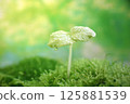 發芽 125881539
