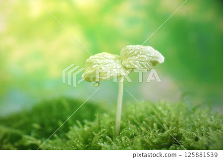 Sprout 125881539