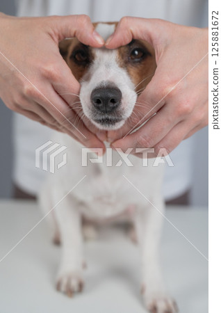 Owner holds her hands in the shape of a heart near the face of her Jack Russell Terrier. Owner holds her hands in the shape of a heart near the face of her Jack Russell Terrier. 125881672