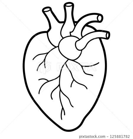 Human Heart Anatomy Precision Medical Illustration for Healthcare and Education 125881782