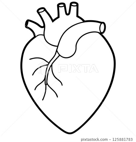 Human Heart Anatomy Precision Medical Illustration for Healthcare and Education Human Heart Anatomy Precision Medical Illustration for Healthcare and Education 125881783