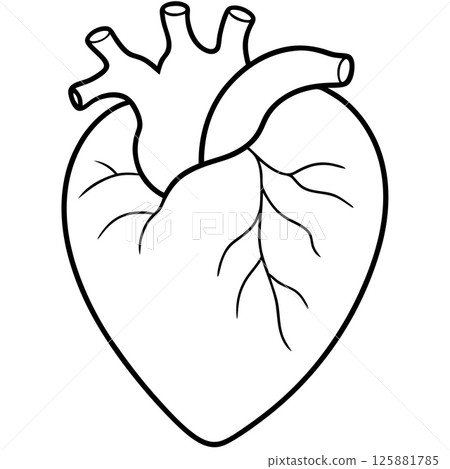 Human Heart Anatomy Precision Medical Illustration for Healthcare and Education Human Heart Anatomy Precision Medical Illustration for Healthcare and Education 125881785