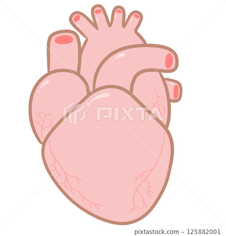 Anatomy Heart Pastel Anatomy Heart Pastel 125882001