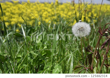 White dandelion fluff blooming in a spring field 125882314
