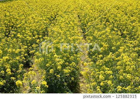 油菜田遍布各處 125882315