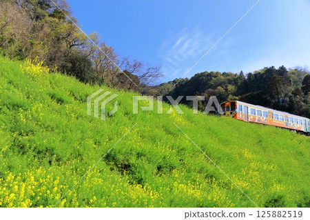 [Ehime Prefecture] Canola flower fields and train in Urusumi (Canola Flower Highway illuminated in the sunset) 125882519