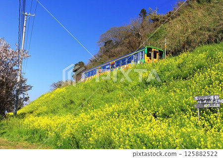 【愛媛縣】烏墨的油菜花田和火車（夕陽映照下的油菜花大道） 125882522