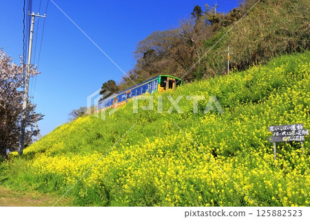 【愛媛縣】烏墨的油菜花田和火車(夕陽映照下的油菜花大道) 【愛媛縣】烏墨的油菜花田和火車(夕陽映照下的油菜花大道) 125882523