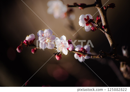 白梅花和芽的特寫 125882822