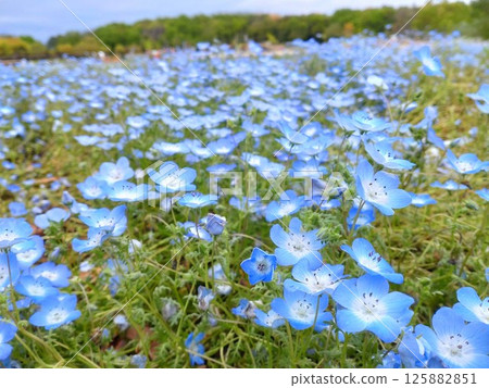 A field of nemophila that looks like the blue sky A field of nemophila that looks like the blue sky 125882851