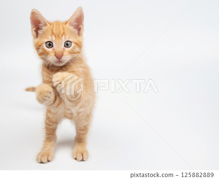 Playful orange kitten standing on its hind legs in bright studio space Playful orange kitten standing on its hind legs in bright studio space 125882889