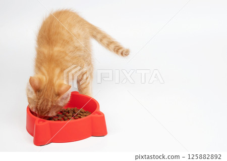 Orange kitten eating from red bowl in bright setting during the day 125882892