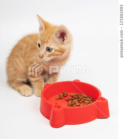 Playful orange kitten curiously exploring food bowl with dry cat food nearby 125882893