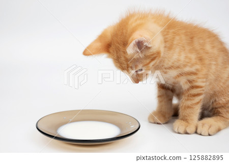 Curious orange kitten looks at small plate of milk on white surface Curious orange kitten looks at small plate of milk on white surface 125882895