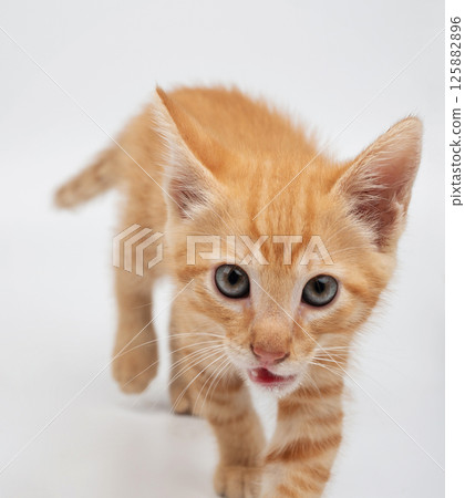 Cute orange kitten explores bright space with curious, inquisitive eyes Cute orange kitten explores bright space with curious, inquisitive eyes 125882896