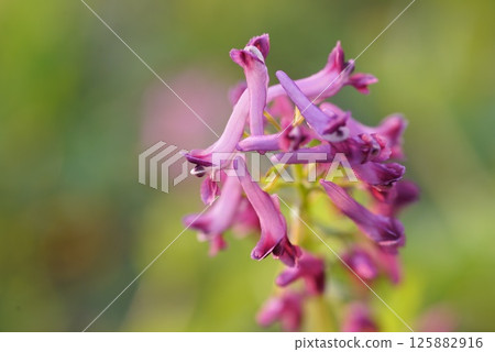 Murasakikeman flowers 125882916