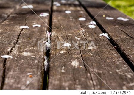 公園長椅和櫻花花瓣 125882975