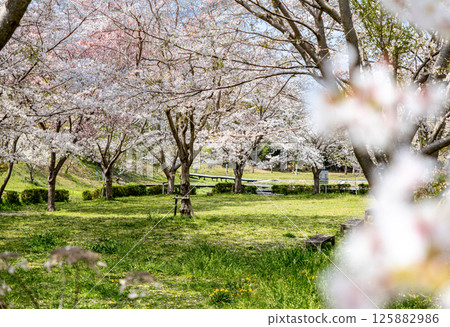 Scenery with cherry blossoms 125882986