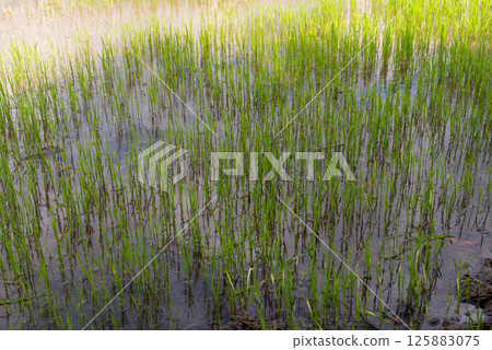 Rice field growth process rural area nature lush environment aerial view agricultural concept 125883075