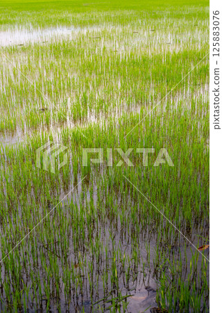 Growing rice fields rural area nature lush environment close-up view agricultural concept 125883076
