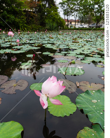 Lotus flower blooming tranquil pond nature scene serene environment close-up view 125883120