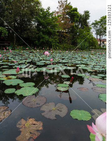 Lotus blossoms flourishing tranquil pond nature scene serene environment close-up view 125883121