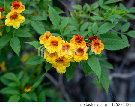 Vibrant yellow flowers blooming nature outdoor close-up botanical beauty 125883122