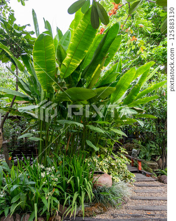 Lush tropical plants a serene garden nature scene tranquil environment aesthetic view Lush tropical plants a serene garden nature scene tranquil environment aesthetic view 125883130