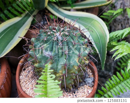 Cactus growth urban garden nature scene indoor setting close-up view greenery concept Cactus growth urban garden nature scene indoor setting close-up view greenery concept 125883131