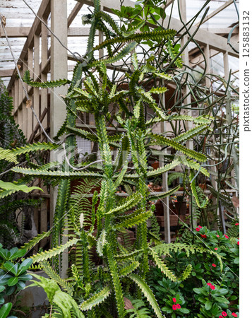Growing unique ferns and cacti a greenhouse indoor garden plant life lush environment close-up view Growing unique ferns and cacti a greenhouse indoor garden plant life lush environment close-up view 125883132