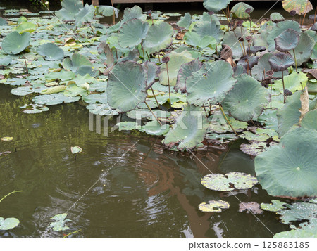 Lotus leaves floating tranquil pond nature scene close-up view serene environment 125883185