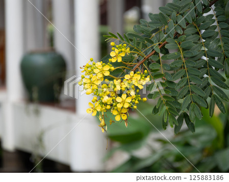 Beautiful yellow flowers blooming a garden nature peaceful environment close-up view Beautiful yellow flowers blooming a garden nature peaceful environment close-up view 125883186