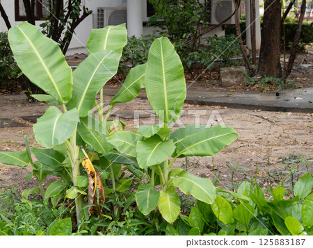 Banana plants urban garden nature lush greenery close-up view tropical vibes Banana plants urban garden nature lush greenery close-up view tropical vibes 125883187