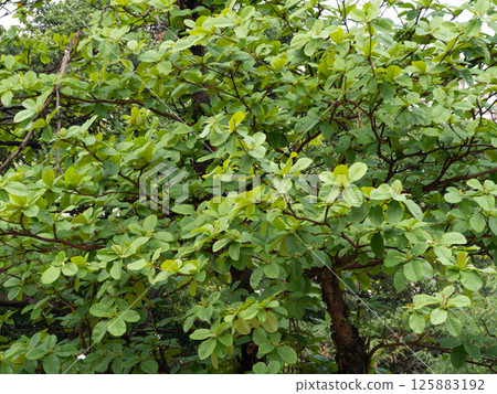 Lush green tree leaves forest nature outdoor close-up beauty of flora Lush green tree leaves forest nature outdoor close-up beauty of flora 125883192