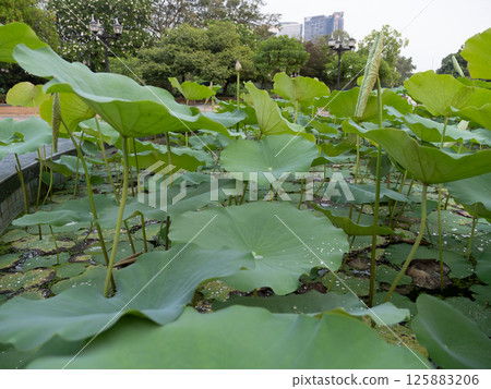 Lotus plants flourishing urban park pond nature scene tranquil environment close-up view 125883206
