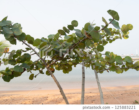 Lush green leaves serene beach nature calm environment close-up view tranquility theme 125883221