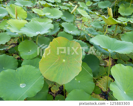 Lotus flower growth in tranquil pond nature serene environment aerial view 125883303