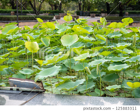 Lotus plants flourishing in tranquil park pond nature vibrant greenery serene environment 125883311