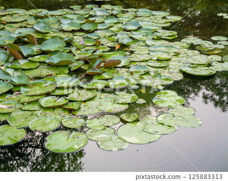Lily pads floating gracefully calm water nature scene tranquil landscape serene viewpoint 125883313