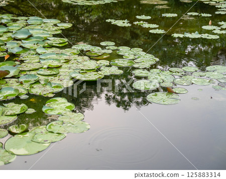Calm water lilies floating a serene pond nature scene tranquil environment close-up view 125883314