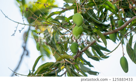 Mango harvesting season tropical orchard nature lush environment close-up fresh produce 125883433