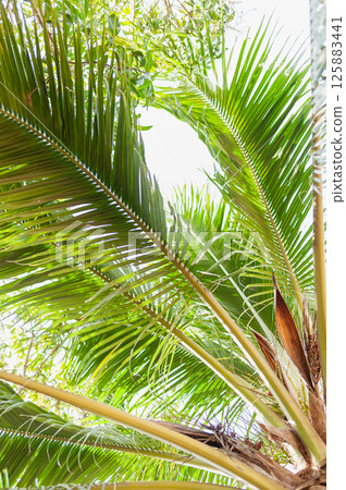 Lush green palm leaves tropical setting nature vibrant environment upward view serenity Lush green palm leaves tropical setting nature vibrant environment upward view serenity 125883441