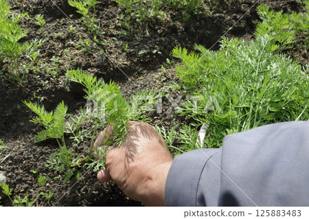 Thinning out carrots 125883483