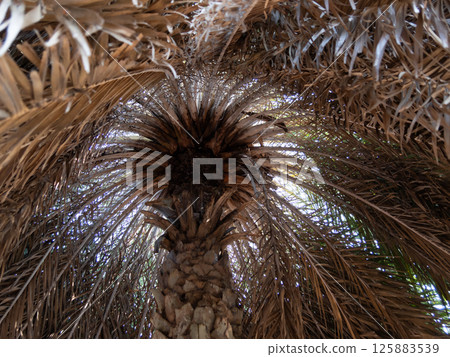 Tropical serenity exploring nature's beauty beneath palm tree canopies Tropical serenity exploring nature's beauty beneath palm tree canopies 125883539